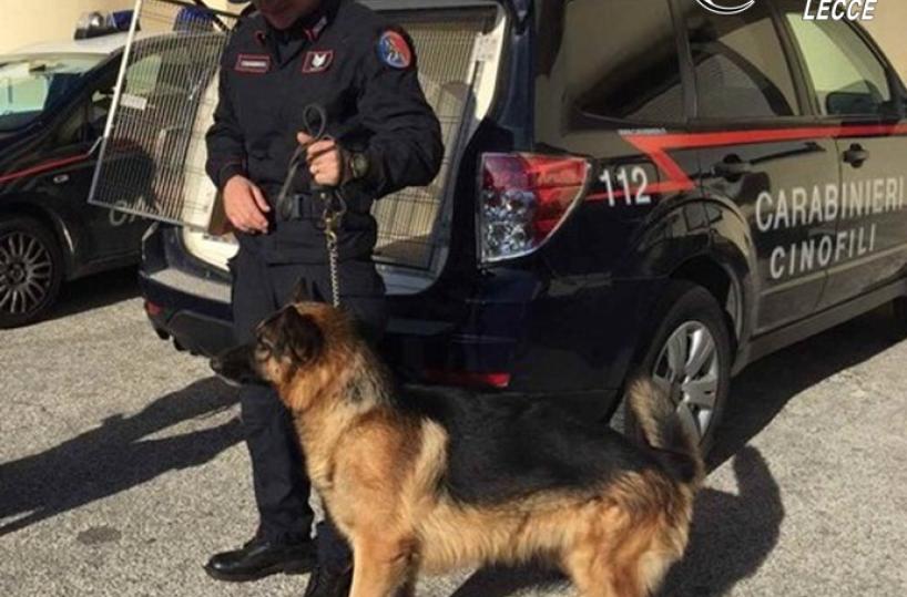 Lecce, la droga non sfugge al fiuto di Fighter, il cane dei carabinieri: un arresto