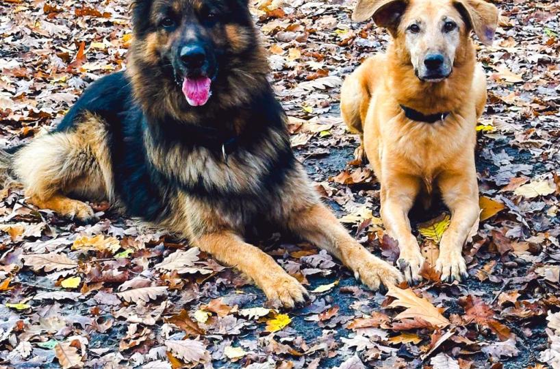 I cuccioli Daudi e Clyde innamorati del mare della Puglia 