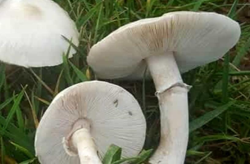 Raccoglie funghi velenosi scambiandoli per prataioli nel Foggiano: salvato per caso da un micologo 