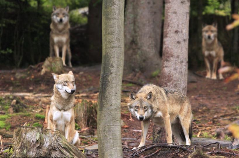 Gregge sbranato a Gagliano del Capo, scatta l’allarme