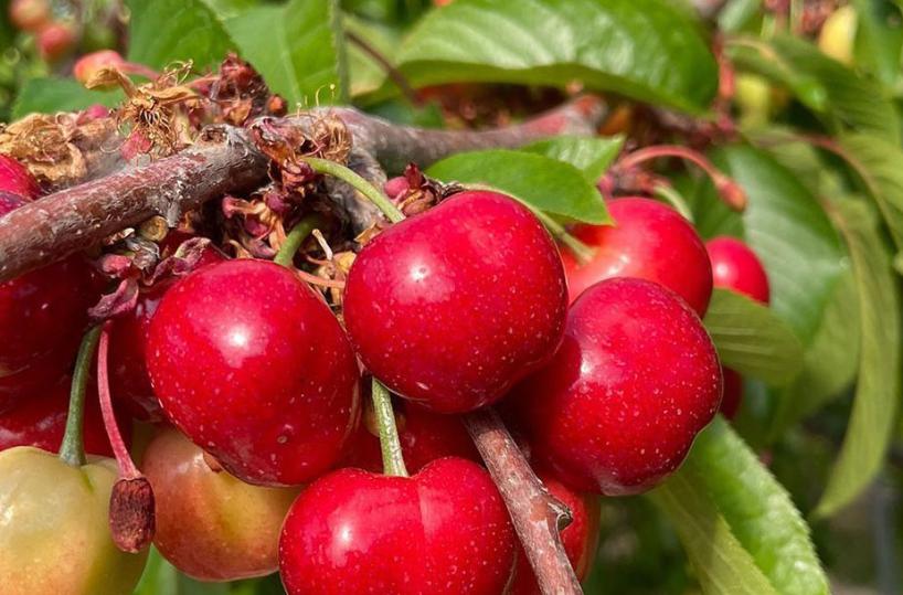 Ciliegie, inizia la raccolta delle primizie in puglia
