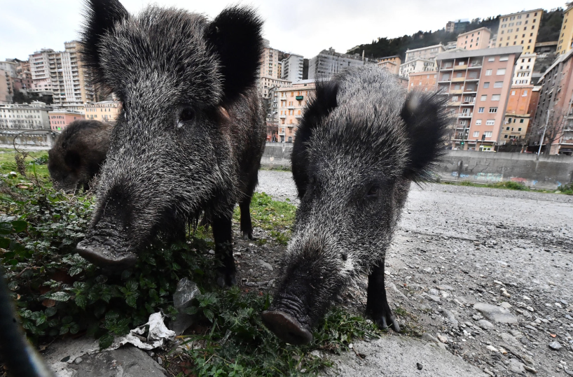 Auto contro cinghiale sulla SS16 nel Foggiano: impatto violentissimo, muore l'animale