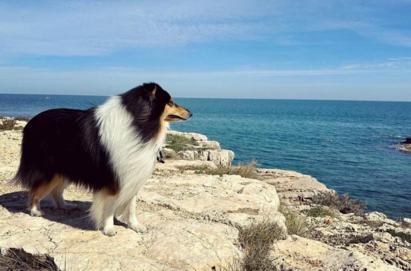 Da Fasano il «nuovo Lassie»: Aris, un cane che pensa a tutto