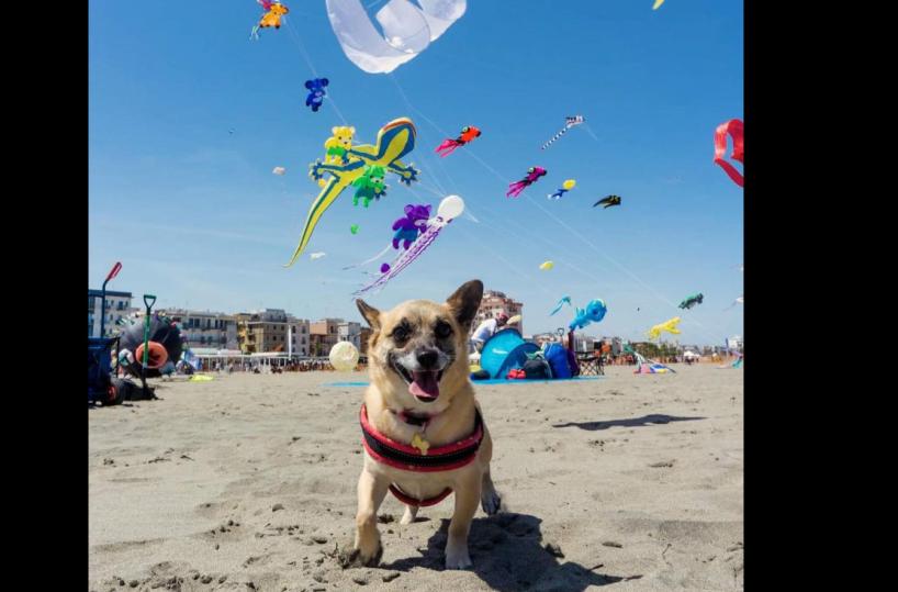 A Margherita di Savoia oltre 50mila col naso all’insù per il Festival degli aquiloni
