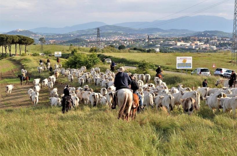 Via alla transumanza in Puglia: sul Gargano 4 giorni di viaggio