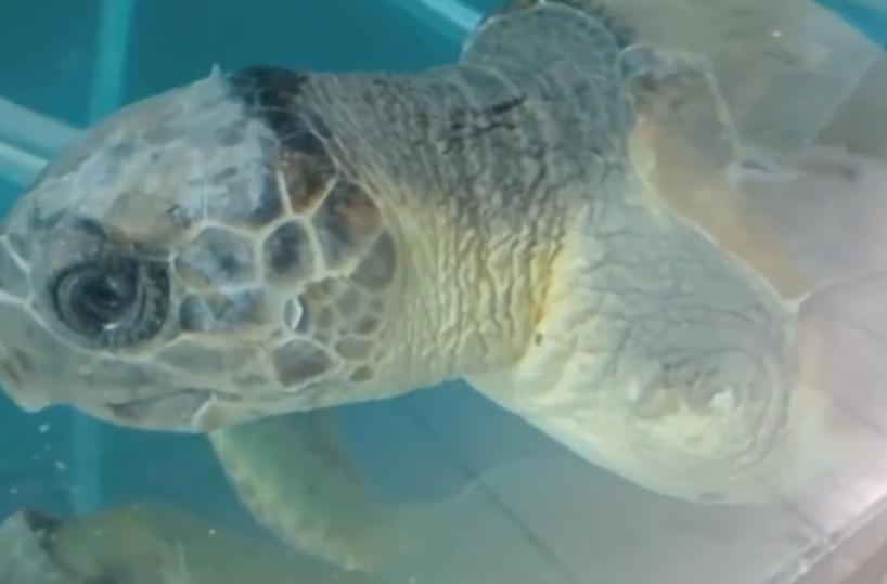 Molfetta, torna libera in mare una tartaruga Caretta Caretta