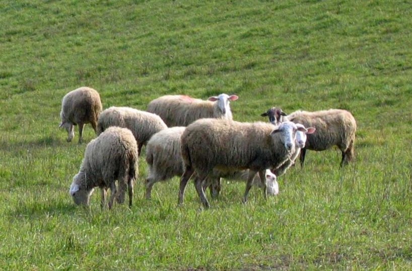 Truffa all’Ue sui fondi destinati ai pascoli, l'ombra della mafia garganica