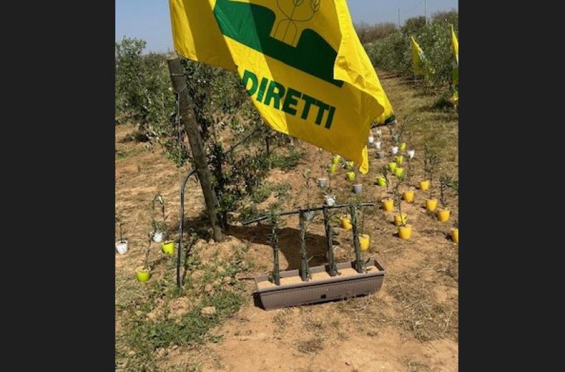 Salento, nasce un polo antiXylella per realizzare nuovi impianti con varietà resistenti