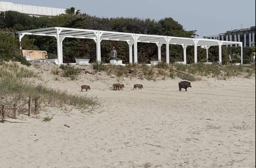 Castellaneta, per i danni da cinghiale lievitano i rimborsi