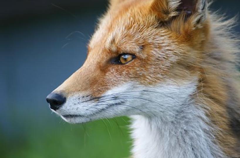 L&rsquo;italica furbizia &egrave; un talento scemo