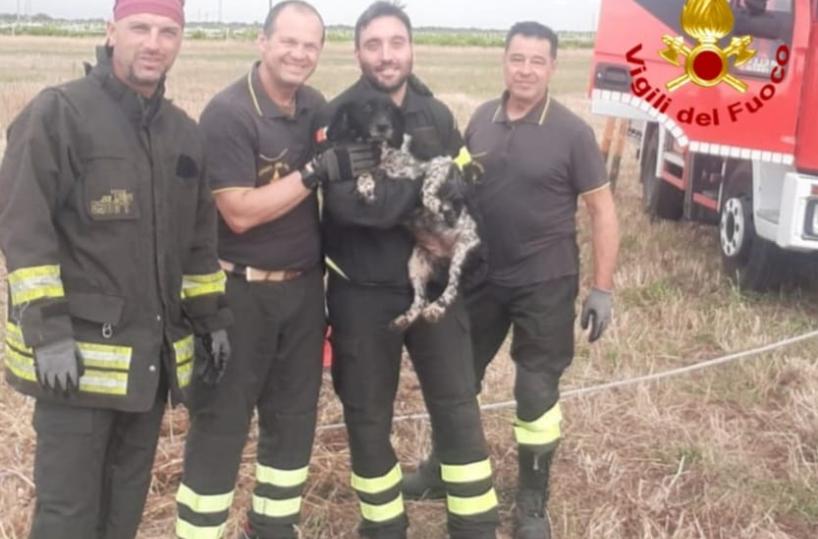 Mesagne, cagnolino precipita in un pozzo profondo 7 metri: salvato dai Vigili del Fuoco