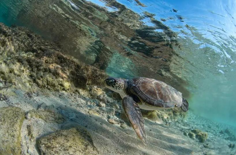 Giornata delle tartarughe, Antonina e Verdina tornano in mare a Porto Cesareo