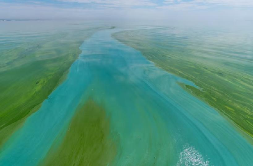 La denuncia: «I cianobatteri infestano il mare di Rodi Garganico»