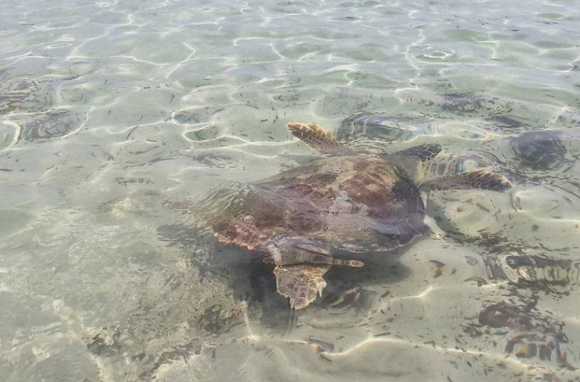 Torre Guaceto «Area protetta amica delle tartarughe marine»: Legambiente premia il consorzio