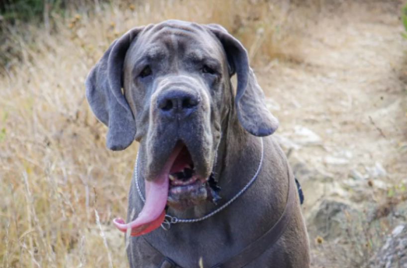 Conversano, ritrovato anziano scomparso, tutto merito del lamento del suo fedele alano