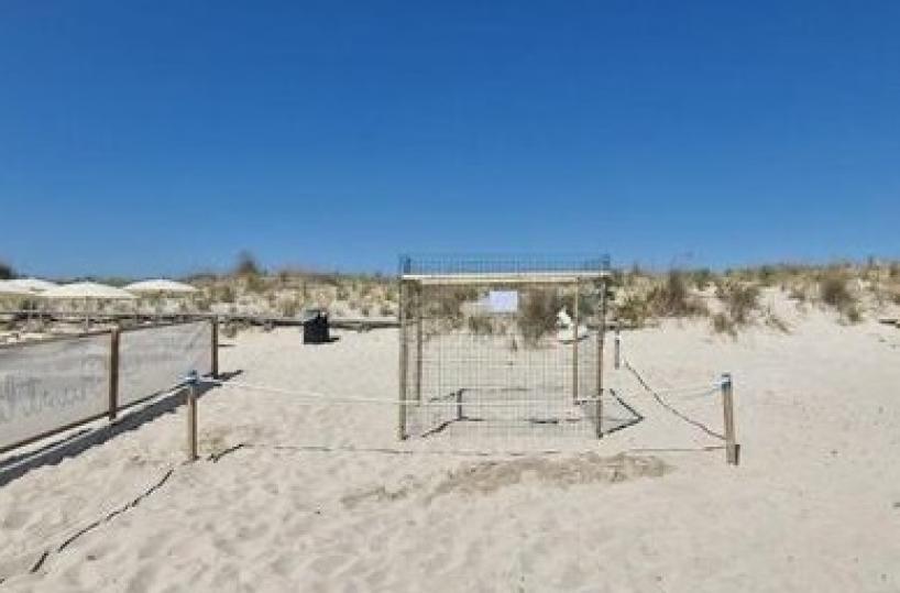 Un nido di tartarughe messo in sicurezza nel resort di lusso a Ugento