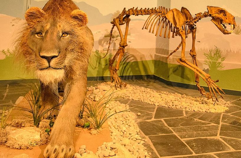 In Basilicata spuntano i resti del più antico leone delle caverne d'Europa