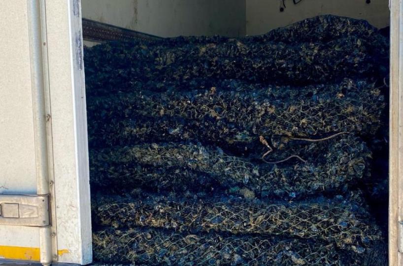 Manfredonia, GdF sequestra 11mila kg di cozze