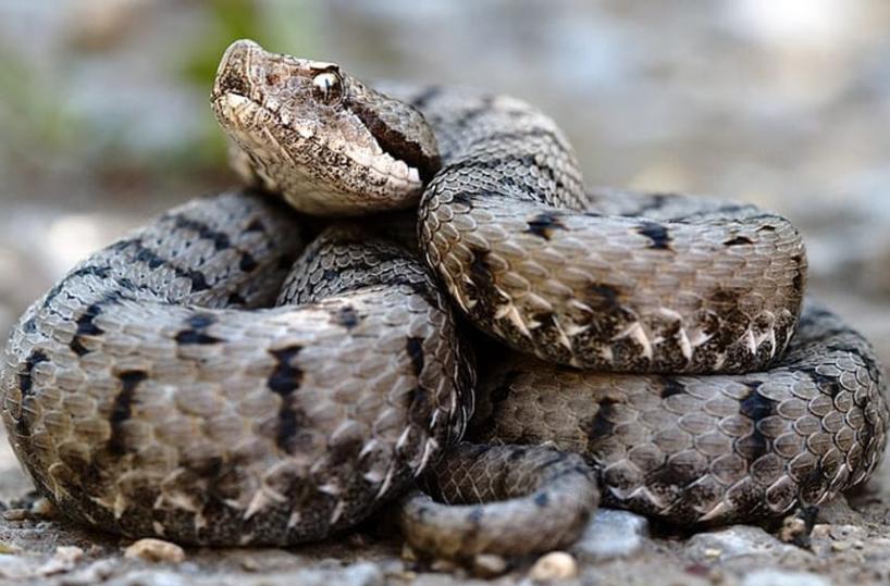 Il morso della vipera: un rischio in agguato
