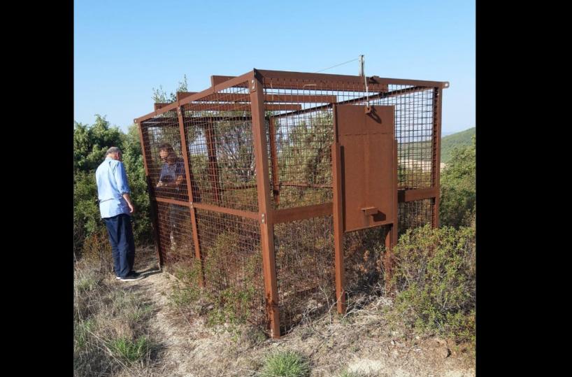 Murgia materana, collocate le installazioni per catturare i cinghiali