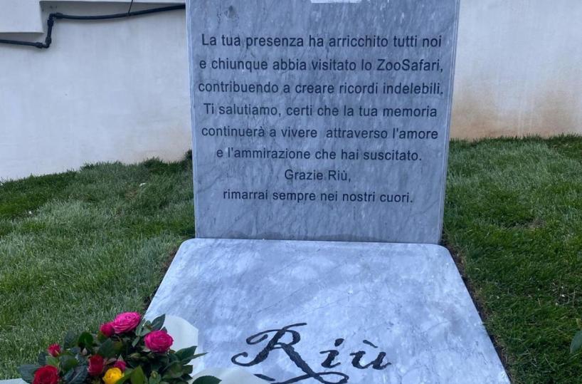 Ecco la vera storia del gorilla Riù: lo ZooSafari gli dedica una lapide