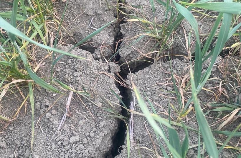 Siccità in Basilicata, al via la richiesta di stato di calamità al Masaf
