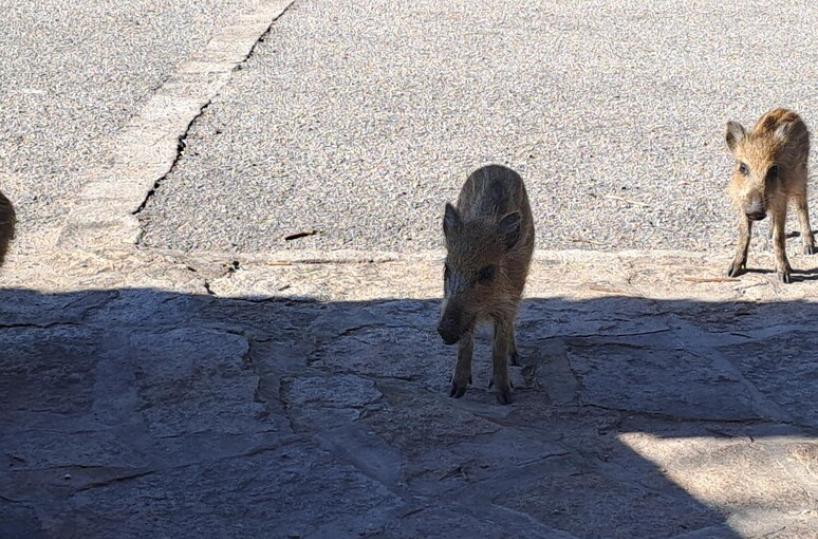 e 37 cinghiali catturati negli ultimi 30 giorni