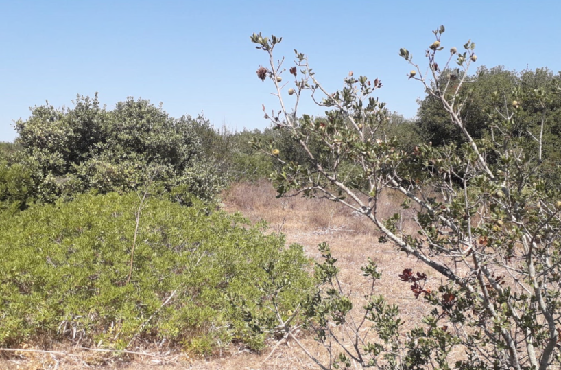 Veglie, arriva la tutela per il bosco di Lupomonaco: ora si punta al riconoscimento dell’Europa
