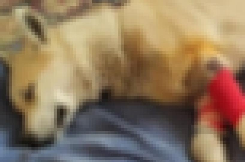 Mesagne, donna a spasso con il suo husky aggredita da un altro cane