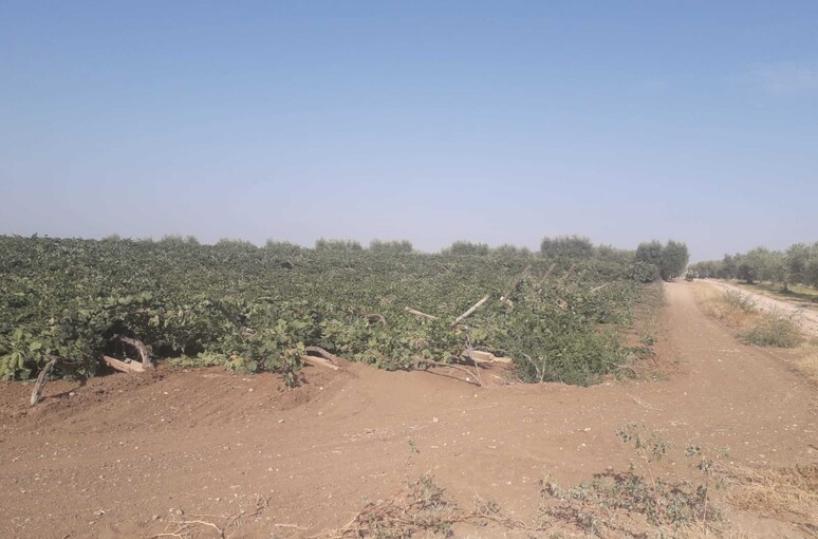San Severo, gli abbattono il vigneto: la rabbia di Raffaele per la sorte della sua azienda agricola