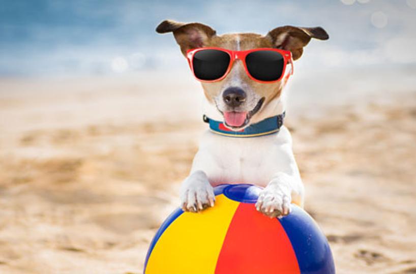 In spiaggia con Fido? Ecco i possibili rischi