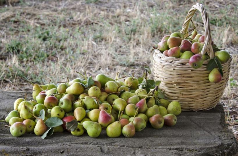 Basilicata, il presidio Slow Food celebra la «Pera signora»