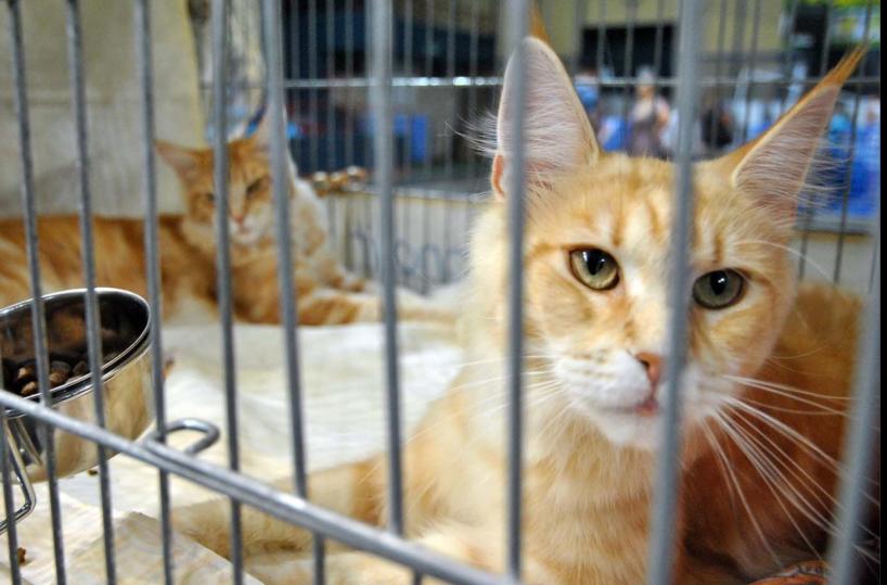 Bufera sul soccorso dei gatti a Taranto, ipotesi delle carte in Procura