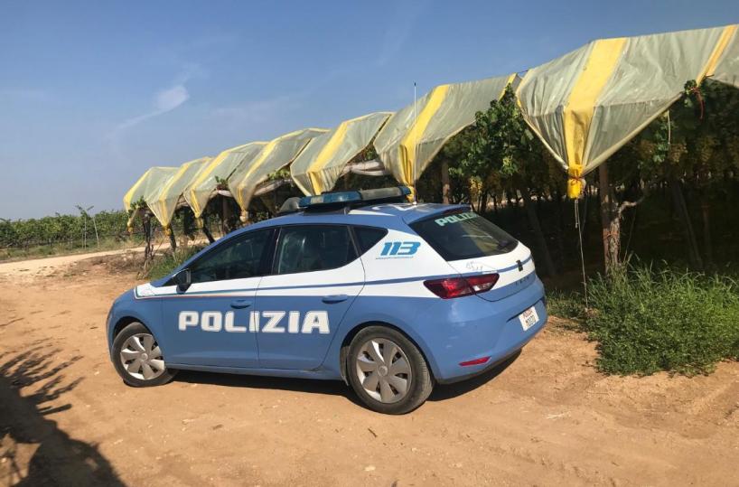 Ruba 150kg di uva da un vigneto: 47enne di Sava incastrato dalle telecamere