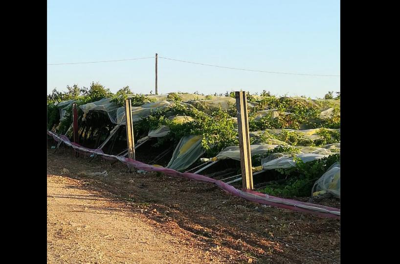 San Severo, altro vigneto saccheggiato: ladri via con quaranta quintali di uva