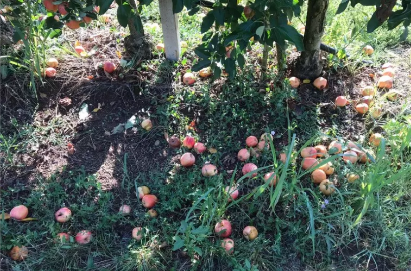 Maltempo, raccolti compromessi per la pioggia torrenziale in Val D'Agri