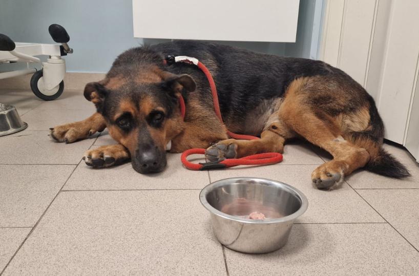 Taranto perde la sua mascotte: addio a Max, il cane di quartiere amato da tutti