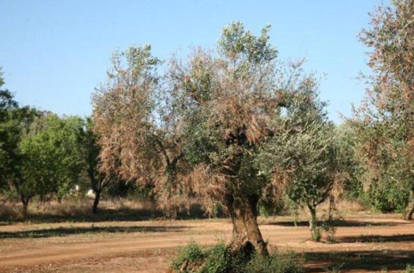 Xylella, controlli e misure a Laterza: disposto nuovo monitoraggio