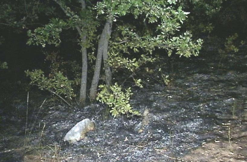 Omicidio di Graziella Mansi a Castel del Monte, la difesa ci riprova