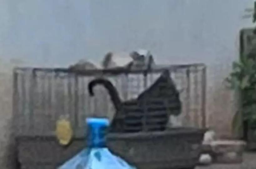 Ostuni, gattini chiusi in gabbia e legati con una corda: denunciati madre e figlio