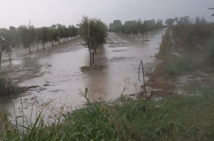 Maltempo, il nubifragio nel Brindisino allaga i campi, distrutti ortaggi, uliveti e vigneti
