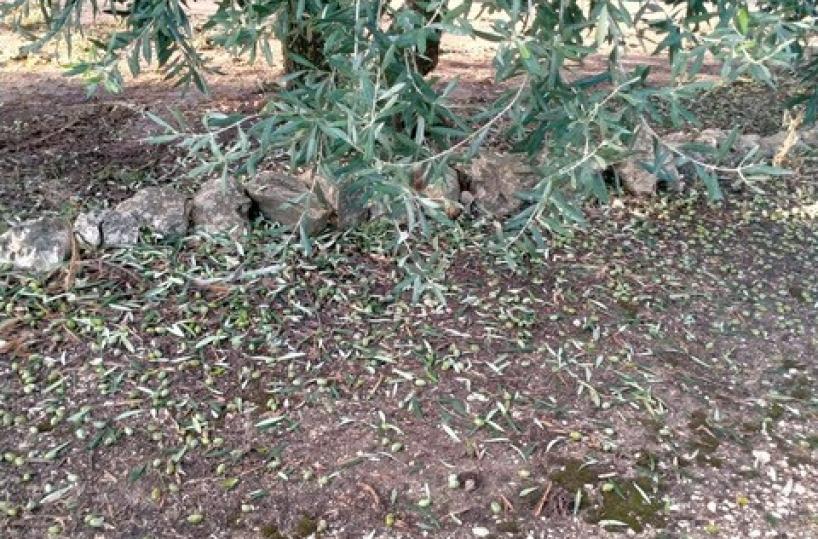 Grandinata killer abbatte oliveti e spezza rami e foglie nel Barese: la conta dei danni