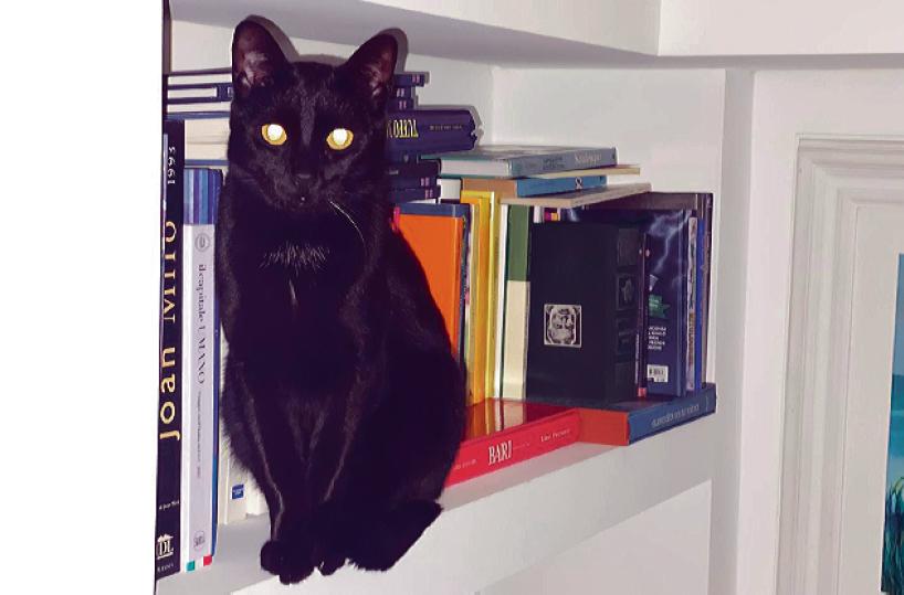 Colonie feline a Bari, 400 in città: «Questo è un mondo tutto da capire»