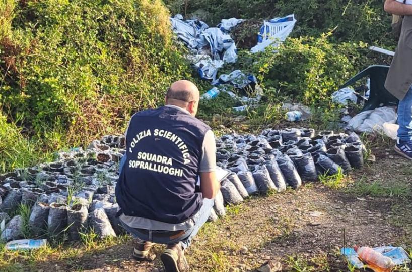 Blitz nel campo rom a Panareo:  sequestrate due piantagioni di marijuana e un chilo e mezzo di sostanze stupefacenti