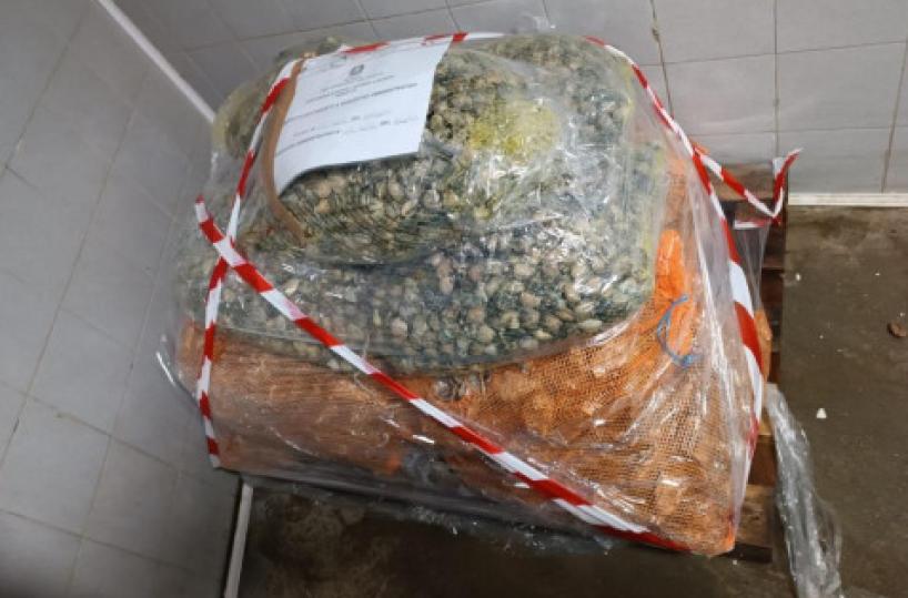 Barletta, quasi una tonnellata di mitili nascosti in un'auto in centro: multa e sequestro