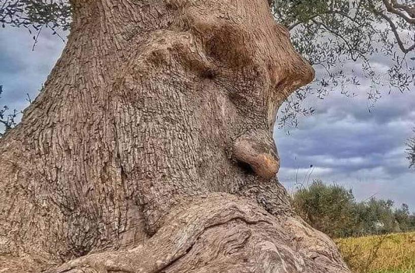 Nelle campagne di Ginosa c'è un ulivo secolare dal volto umano: ecco l'albero «pensante»