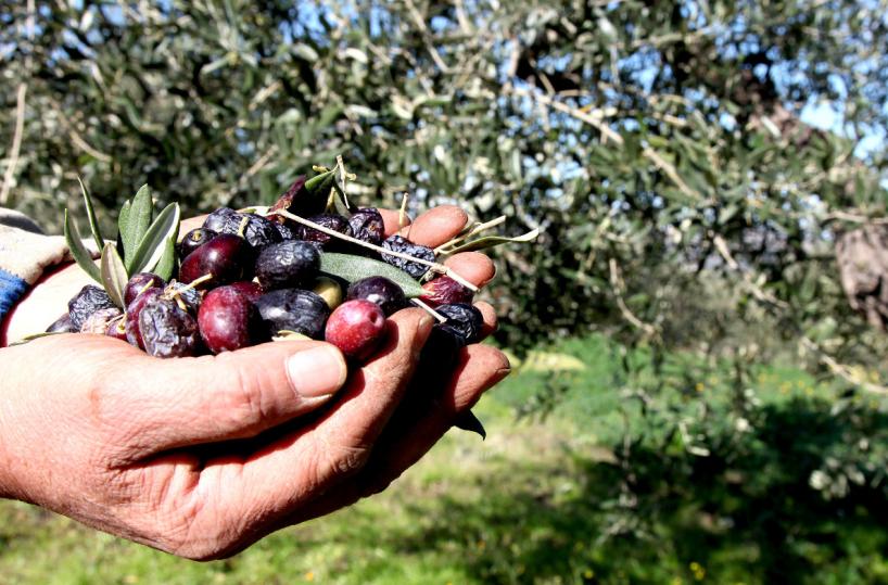 Basilicata, turismo e marketing territoriale con i 5 distretti del cibo lucano