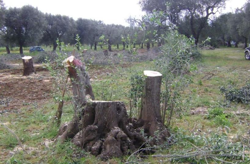 Puglia, l’emergenza Xylella diventa «un caso di studio»