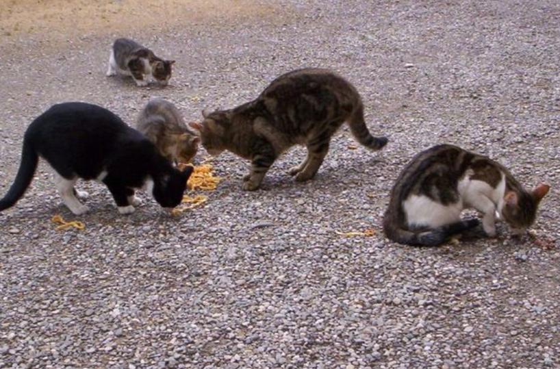 Brindisi, spunta il nome di un insospettabile dietro le torture ai gatti