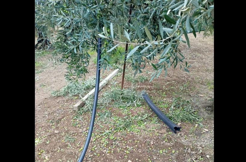 Trani, la denuncia della moglie di un agricoltore: «Ci hanno rubato 40 quintali di olive»